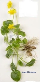 Plante en vrac - Ficaire (ficaria ranunculoides) partie aérienne - Herbo-phyto - Herboristerie Bardou™ 