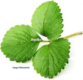 Plante en vrac – Fraisier (fragaria vesca) feuille - Herbo-phyto - Herboristerie Bardou™