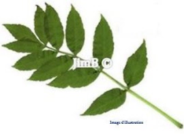 Plante en vrac – Frêne (fraxinus excelsior) feuille - Herbo-phyto - Herboristerie Bardou™