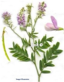 Plante en vrac – Galéga (galega officinalis) partie aérienne - Herbo-phyto - Herboristerie Bardou™