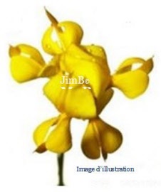 Plante en vrac – Genêt à balais (sarothamnus scoparius) fleur  - Herbo-phyto - Herboristerie Bardou™