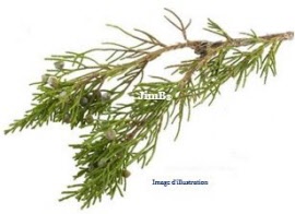 Plante en vrac – Genévrier (juniperus communis) rameau  - Herbo-phyto - Herboristerie Bardou™