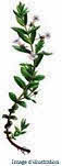 Plante en vrac – Gratiole (gratiola officinalis) partie aérienne - Herbo-phyto - Herboristerie Bardou™