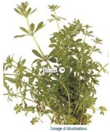 Plante en vrac – Grateron (galium aparine) partie aérienne - Herbo-phyto - Herboristerie Bardou™