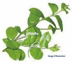 Plante en vrac – Gymnesia (gymnema sylvestris) feuille - Herbo-phyto - Herboristerie Bardou™