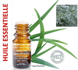 Huile essentielle - Armoise arborescens (artemisia arborescens) plante fleurie SAUV - flacon 1ml - Herbo-aroma - Herboristerie Bardou™