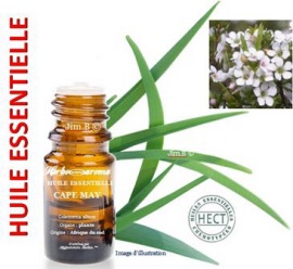 Huile essentielle - Cape may (coleonema album) plante SAUV - flacon 5 ml - Herbo-aroma - Herboristerie Bardou™ 
