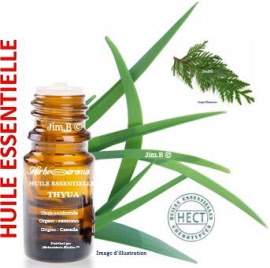 Huile essentielle - Thuya (thuja occidentalis) rameaux SAUV - flacon 1 ml - Herbo-aroma - Herboristerie Bardou™ 