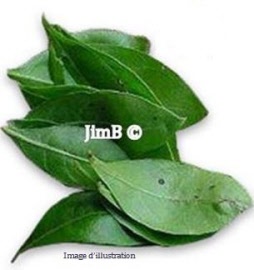 Plante en vrac – Hennè (lawsonia inermis) feuille - Herbo-phyto - Herboristerie Bardou™