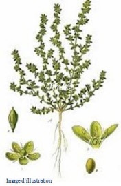 Plante en vrac – Herniaire (herniaria glabra) partie aérienne - Herbo-phyto - Herboristerie Bardou™