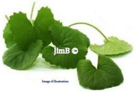 Plante en vrac – Hydrocotyle (centella asiatica) partie aérienne - Herbo-phyto - Herboristerie Bardou™