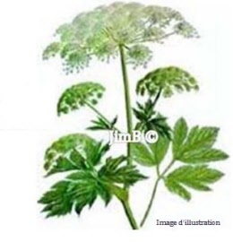 Plante en vrac – Impératoire (peucedanum ostruthium) racine - Herbo-phyto - Herboristerie Bardou™