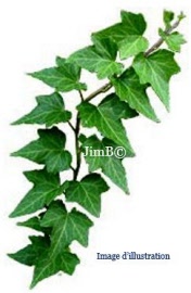 Plante en vrac - Lierre grimpant (hedera helix) feuille - Herbo-phyto - Herboristerie Bardou™ 