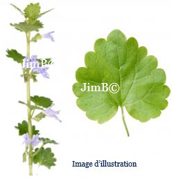 Plante en vrac – Lierre terrestre (glechoma hederacea) partie aérienne - Herbo-phyto - Herboristerie Bardou™