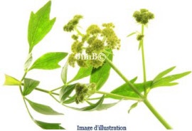 Plante en vrac – Livèche (levisticum officinale) feuille - Herbo-phyto - Herboristerie Bardou™