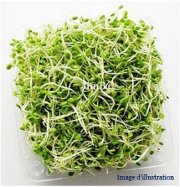 Plante en vrac - Luzerne (medicago sativa) partie aérienne - Herbo-phyto - Herboristerie Bardou™ 