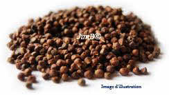 Plante en vrac - Maniguette (aframomum melegueta) graine - Herbo-phyto - Herboristerie Bardou™ 