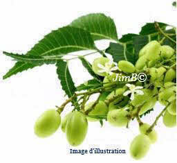 Plante en vrac - Margousier (azadirachta indica) feuille - Herbo-phyto - Herboristerie Bardou™ 