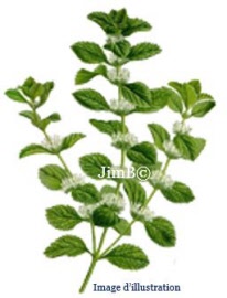 Plante en vrac - Marrube blanc (marrubium vulgare) partie aérienne - Herbo-phyto - Herboristerie Bardou™ 