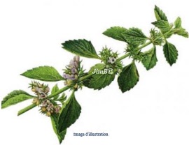 Plante en vrac - Marrube noir (ballota nigra) partie aérienne - Herbo-phyto - Herboristerie Bardou™ 