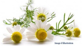 Plante en vrac - Matricaire (matricaria chamomilla) capitule floral - Herbo-phyto - Herboristerie Bardou™ 