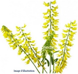 Plante en vrac - Mélilot jaune (melilotus officinalis) partie aérienne - Herbo-phyto - Herboristerie Bardou™ 