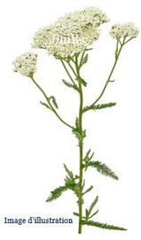 Plante en vrac - Millefeuille (achillea millefolium) sommité fleurie - Herbo-phyto - Herboristerie Bardou™ 
