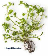 Plante en vrac - Mouron blanc (stellaria media) partie aérienne - Herbo-phyto - Herboristerie Bardou™ 