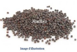 Plante en vrac - Moutarde noir (brassica nigra) graine - Herbo-phyto - Herboristerie Bardou™ 