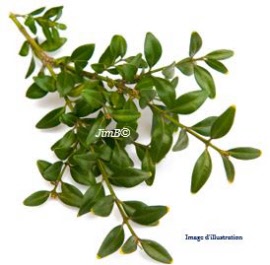 Plante en vrac - Myrte (myrtus communis) feuille - Herbo-phyto - Herboristerie Bardou™ 
