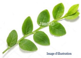 Plante en vrac - Myrtille (vaccinium myrtillus) feuille - Herbo-phyto - Herboristerie Bardou™ 