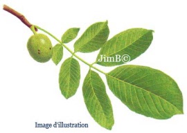Plante en vrac - Noyer (juglans regia) feuille - Herbo-phyto - Herboristerie Bardou™ 