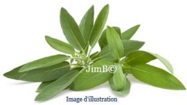 Plante en vrac - Olivier (olea europaea) feuille - Herbo-phyto - Herboristerie Bardou™ 