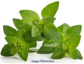 Plante en vrac - Origan (origanum vulgare) feuille - Herbo-phyto - Herboristerie Bardou™ 