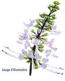 Plante en vrac - Orthosiphon (orthosiphon stamineus) feuille - Herbo-phyto - Herboristerie Bardou™ 
