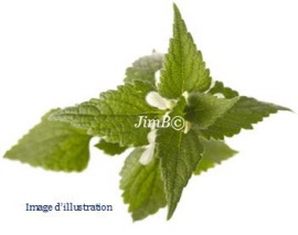 Plante en vrac - Ortie blanche (lamium album) sommité fleurie  - Herbo-phyto - Herboristerie Bardou™ 