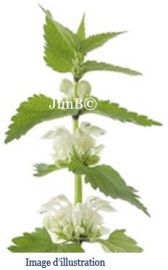 Plante en vrac - Ortie blanche (lamium album) fleur - Herbo-phyto - Herboristerie Bardou™ 
