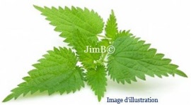 Plante en vrac - Ortie piquante (urtica dioica) feuille - Herbo-phyto - Herboristerie Bardou™ 