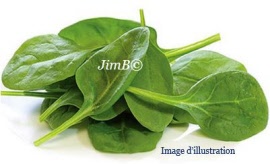 Plante en vrac - Oseille (rumex acetosa) partie aérienne - Herbo-phyto - Herboristerie Bardou™ 