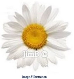 Plante en vrac - Paquerette (bellis perennis) capitule floral - Herbo-phyto - Herboristerie Bardou™