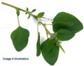 Plante en vrac - Pariétaire (parietaria officinalis) partie aérienne - Herbo-phyto - Herboristerie Bardou™ 
