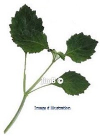 Plante en vrac - Patchouli (pogostemon patchouli) feuille - Herbo-phyto - Herboristerie Bardou™ 