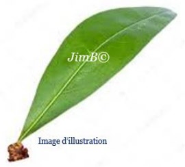 Plante en vrac - Pêcher (prunus persica) feuille - Herbo-phyto - Herboristerie Bardou™ 