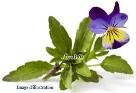 Plante en vrac - Pensée sauvage (viola tricolor) sommité fleurie - Herbo-phyto - Herboristerie Bardou™ 