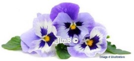 Plante en vrac - Pensée sauvage (viola tricolor) fleur - Herbo-phyto - Herboristerie Bardou™ 
