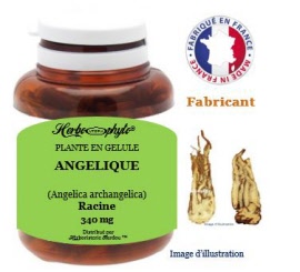 Plante en gélule - Angelique (angelica archangelica) racine (340 mg) - pot 120 gélules - Herbo-phyto - Herboristerie Bardou™ 