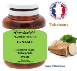 Plante en gélule - Igname (dioscorea villosa) tubercule (370 mg) - pot 60 gélules - Herbo-phyto® - Herboristerie Bardou™