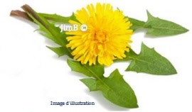 Plante en vrac - Pissenlit (taraxacum dens leonis) capitule floral - Herbo-phyto - Herboristerie Bardou™ 
