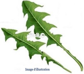Plante en vrac - Pissenlit (taraxacum dens leonis) feuille - Herbo-phyto - Herboristerie Bardou™ 