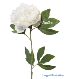 Plante en vrac - Pivoine (paeonia officinalis) fleur - Herbo-phyto - Herboristerie Bardou™ 